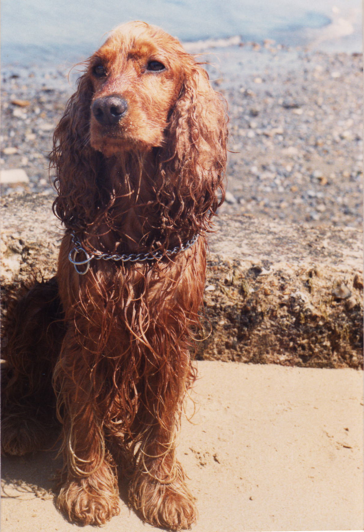 Cocker Spaniel - Ben